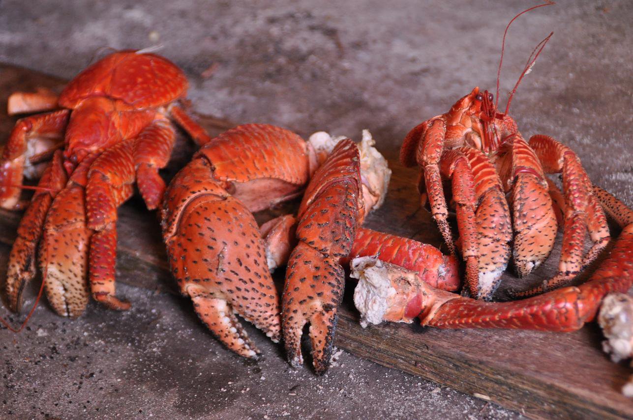 coconutcrab